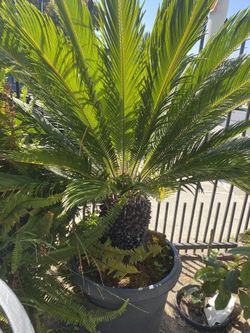 Sago Palm Trees