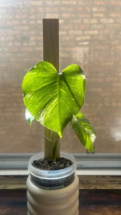Monstera constellation