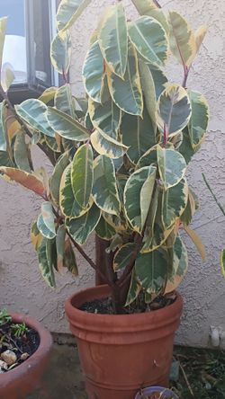 Large Variegated Rubber Tree Plant in Terra Cotta Pot