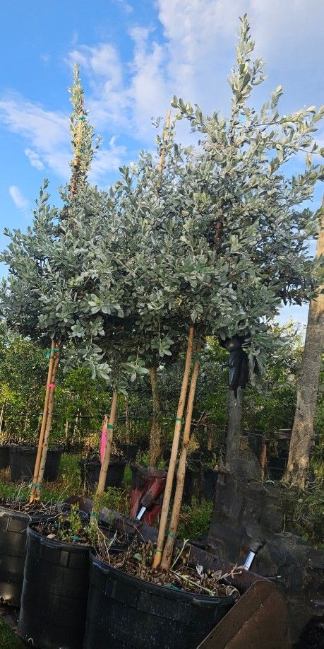 Silver Bottom Wood Tree Gree Bottom Wood Japanese Blueberry Tree 