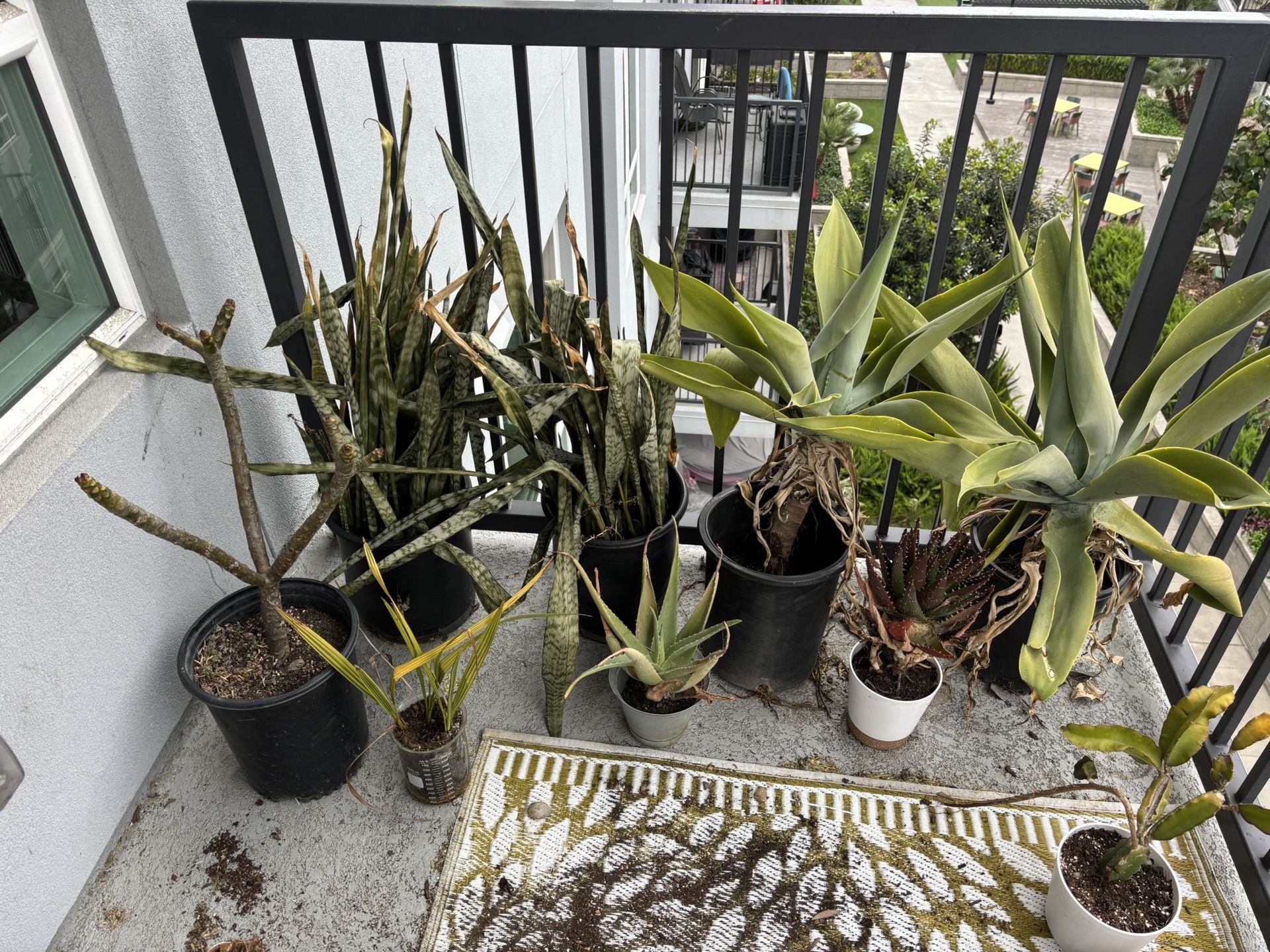 Selling all of this plants give me your best price