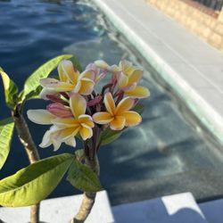 Plumeria Plant
