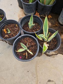 Agaves