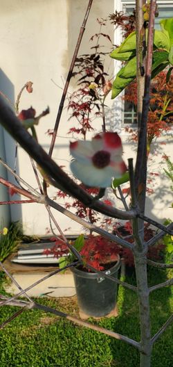 (53) 7 foot Pink & White Dogwood tree  With flower buds ready to Bloom 15gal, last onej