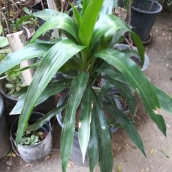 Planta Mediana