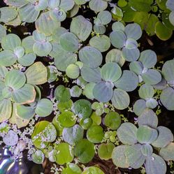 Aquarium Plants $5
