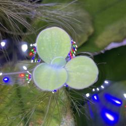  🥬 Dwarf Water Lettuce Fish or Shrimp Tank