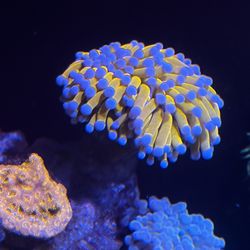 Collector corals for sale Master Scolys Banana Torch Fake Coral Decorations Corals Marine Aquarium Fish Tank