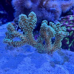 Neon Green Birdsnest Fake Coral Small Colony Decor