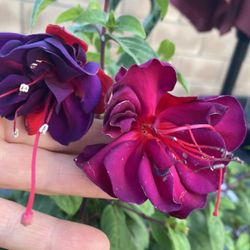 Fuchsia Plant, In 10 Inch Hanging Pot Is Outdoor Filter Sun And Morning Sun Pick Up Only