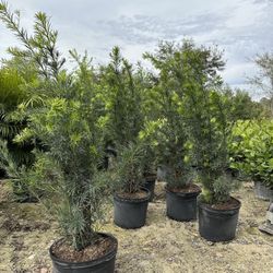 Podocarpus Plants
