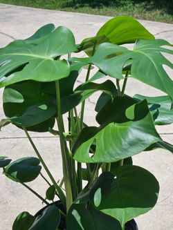 Monstera houseplants