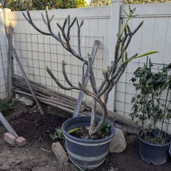 Large 5ft Plumeria tree/plant White flowers