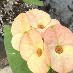 Corona De Cristo De Cemilla 