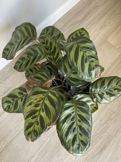 Calathea plant