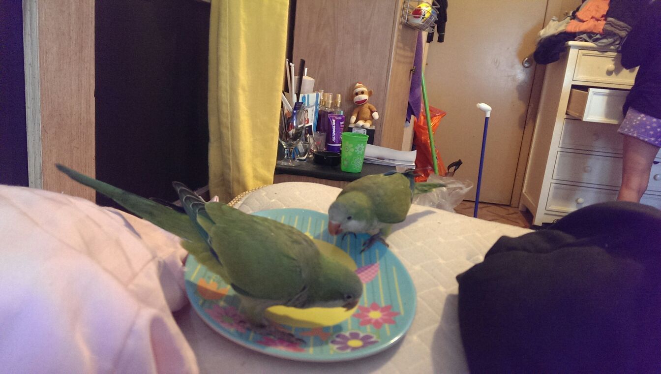 2 Parrots for sale