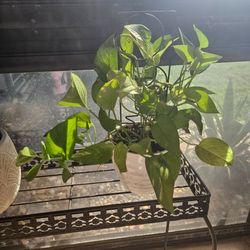 Pothos Plant in White Ceramic Pot