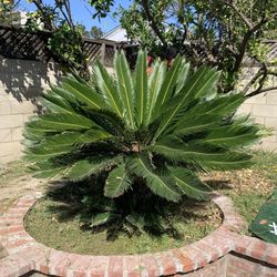 Plants