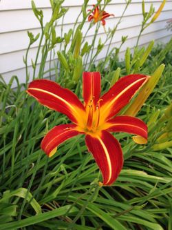Daylily  / Daylilies Plant - Autumn Red