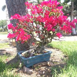Bougainvillea Bonsai 