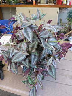 Fake plant for sale vary nice 20.00