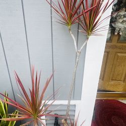 Dracaena Colorama + Lucky 6 Horses Ceramic Pot Great for home or office decor. Brings good vibes!  