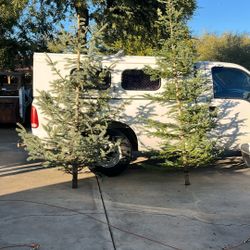 Fresh Cut Christmas Trees