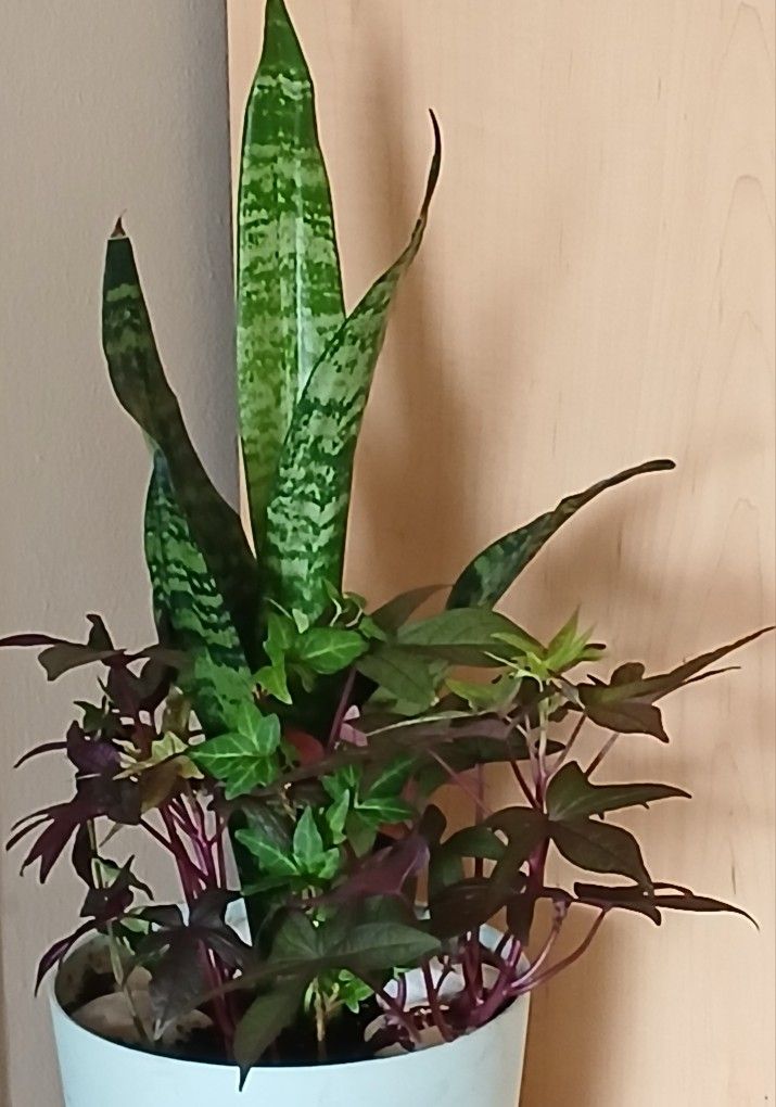 Snake Plant with Vining Plants Live
