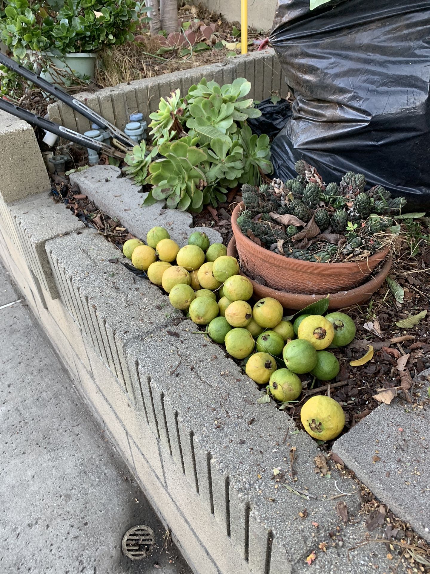 Organic Pink Sweet Guavas For Sale