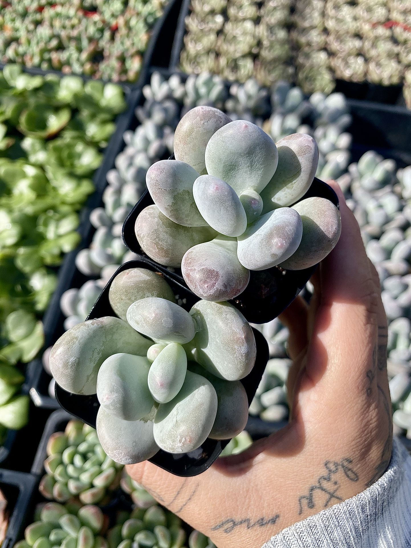 Blue Moonstone Succulents 