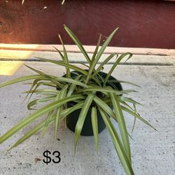 Spider Plant 