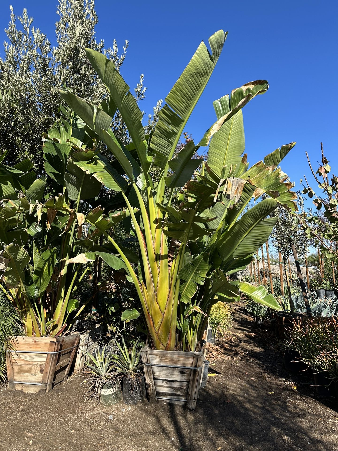 Strelitzia nicolai, wild banana, giant white bird of paradise 24 Box