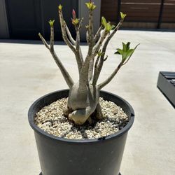 Adenium Arabicum (Desert Rose) Bonsai