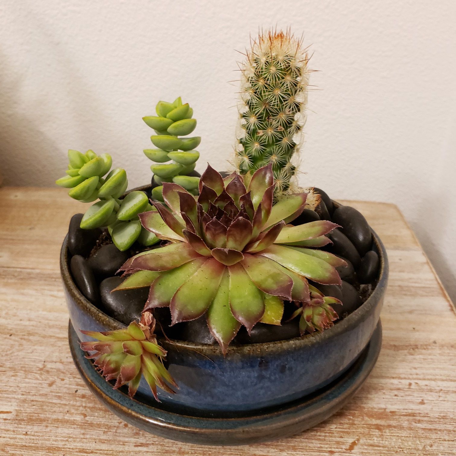 Cactus and succulent center piece. Pot is 6 inches in diameter and 2 inches tall.