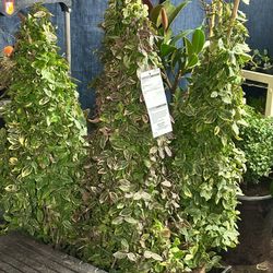 Winter Creeper Have Available Retail At 79.99 Each