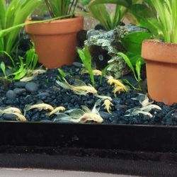 Decoration For Aquariums 