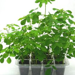 Moringa Tree Grow Kit Includes Plastic Trays, Cover, Organic Seeds and Soil with Instructions 