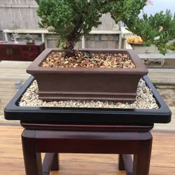 New 8" Humidity Tray with Decorative Rocks For Plant/ Indoor Plant/ House Plant Flower  Bamboo Bonsai Tree
