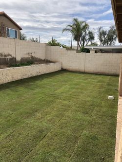 Summer Grass for yard installation