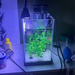 3 Gallon Betta Fish Tank 
