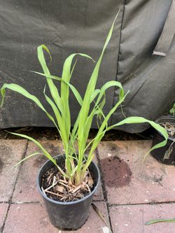 Organic Lemon Grass, ( Te De Limon