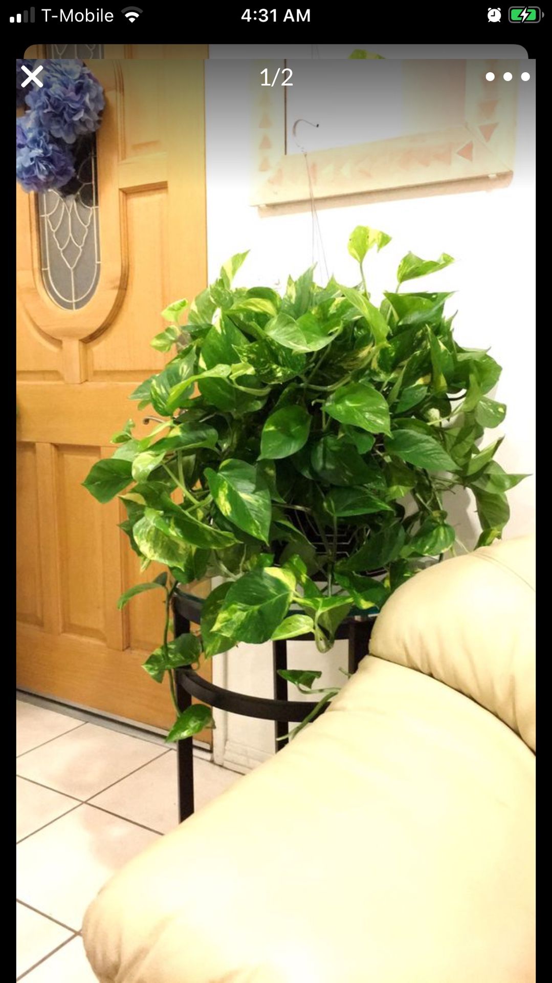 Golden Pothos Plants in a hanging container