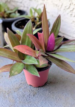 Boat Lily Plant or "Oyster Plant"