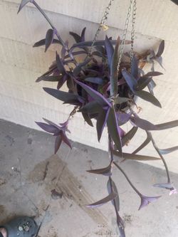 Tradescantia  Pallida Rose or Purple Heart Hanging Plant