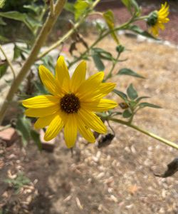 Sunflower plant