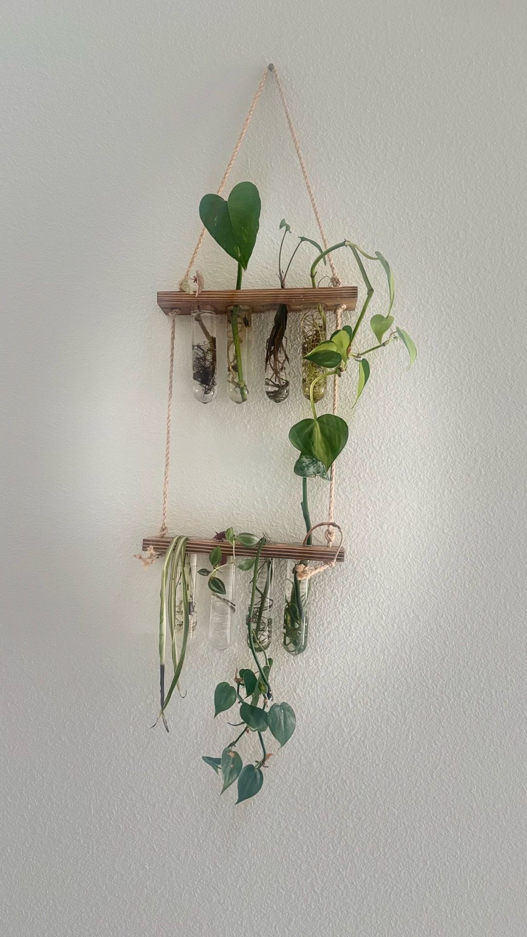 Hanging plant propogation station with glass tubes and plant cuttings