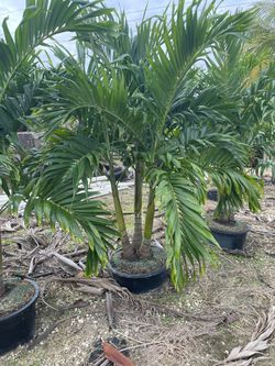 Adonidia triple 25 galones
