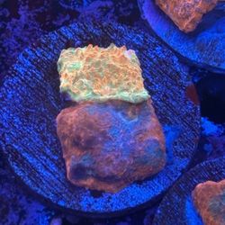 Two Tone Chalice Display Decor