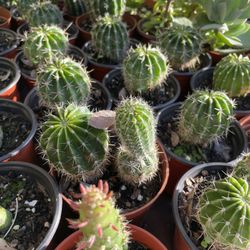 Succulents Plants 4”inch