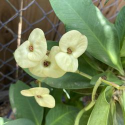 Corona Flor Amarilla 